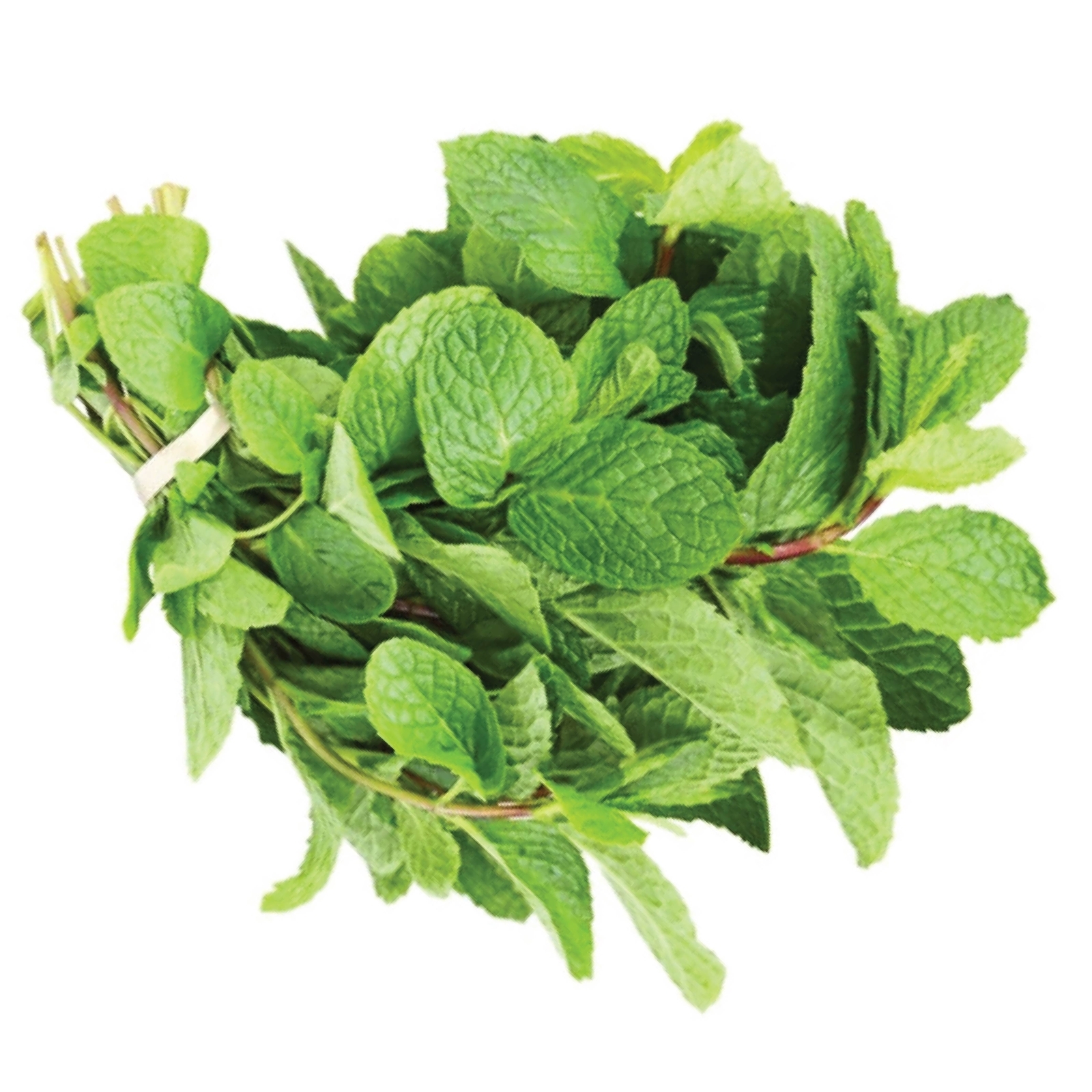 Húng lủi hữu cơ 50g