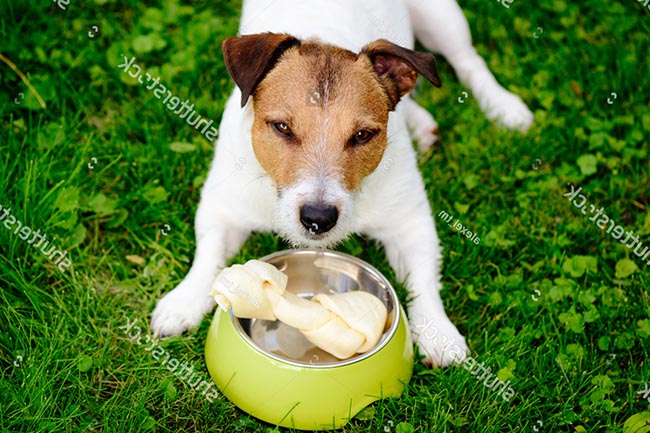Xương cho chó gặm da bò giả